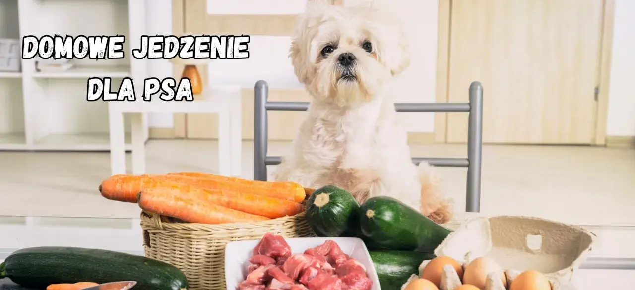 Uroczy piesek czeka na domowe jedzenie dla psa przepisy. Na stole marchewki, cukinia, mięso i jajka.