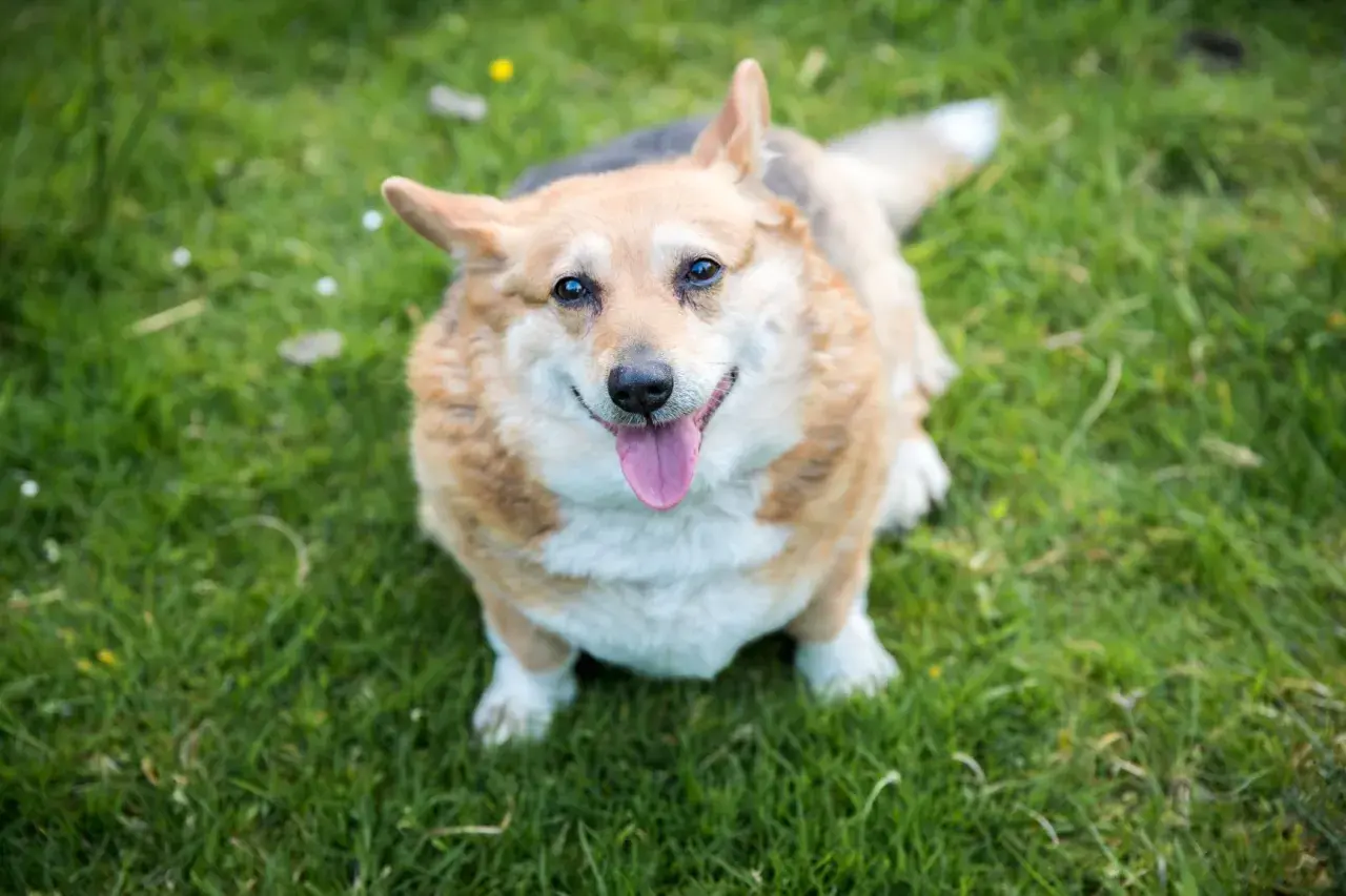 Uśmiechnięty corgi na trawie. Zastanawiasz się, jak odchudzić psa? Zacznij od zdrowej diety i spacerów!