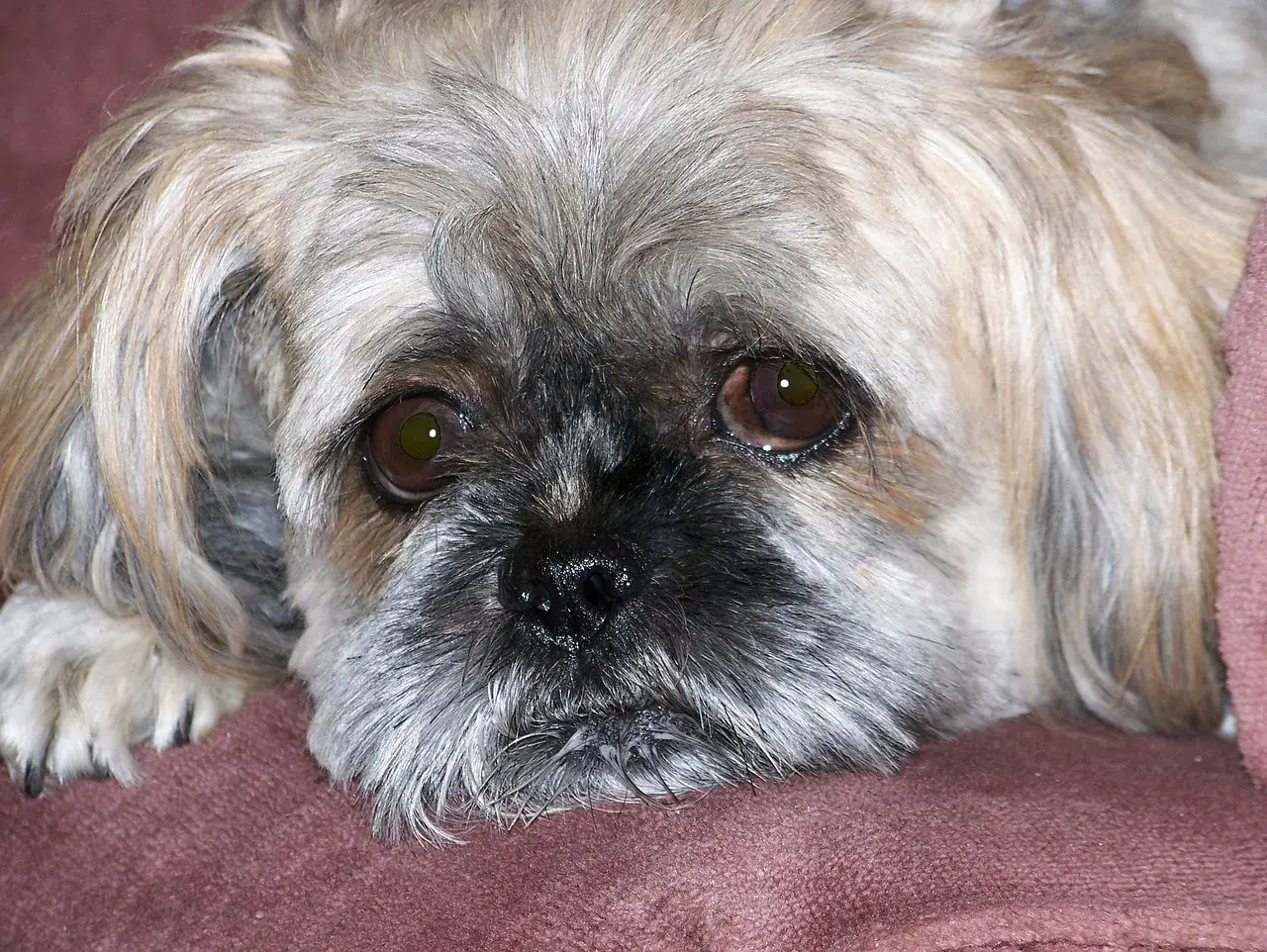 Smutny piesek Shih Tzu leży na kanapie. Czy pies może jeść olej rzepakowy? Zapytaj weterynarza.
