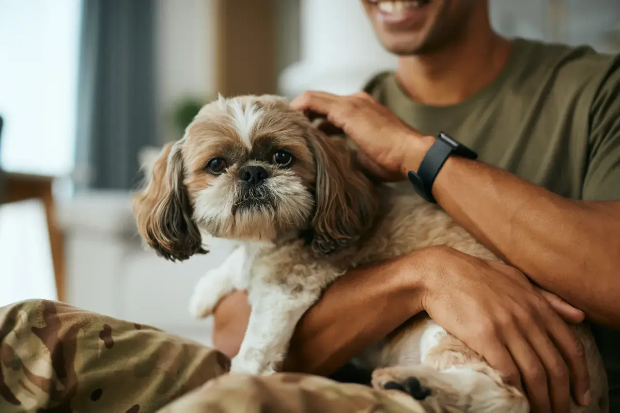 Miły Shih Tzu w ramionach mężczyzny. Zastanawiasz się, ile to ludzkich lat?