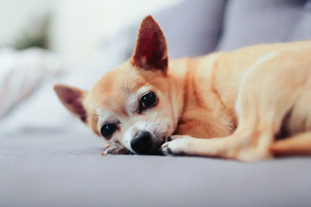 Mały piesek chihuahua leży smutny, pies się trzęsie i ma podkulony ogon.