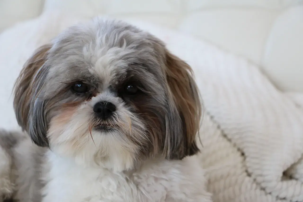 Uroczy shih tzu z puszystą sierścią, idealny do przytulania. Jego waga jest odpowiednia dla tej rasy.