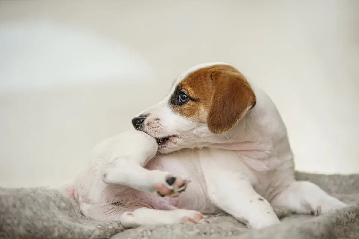 Szczeniak Jack Russell Terrier gryzie łapkę, szukając ulgi. Warto poznać domowe sposoby na pchły u szczeniaka, by szybko pomóc pupilowi.