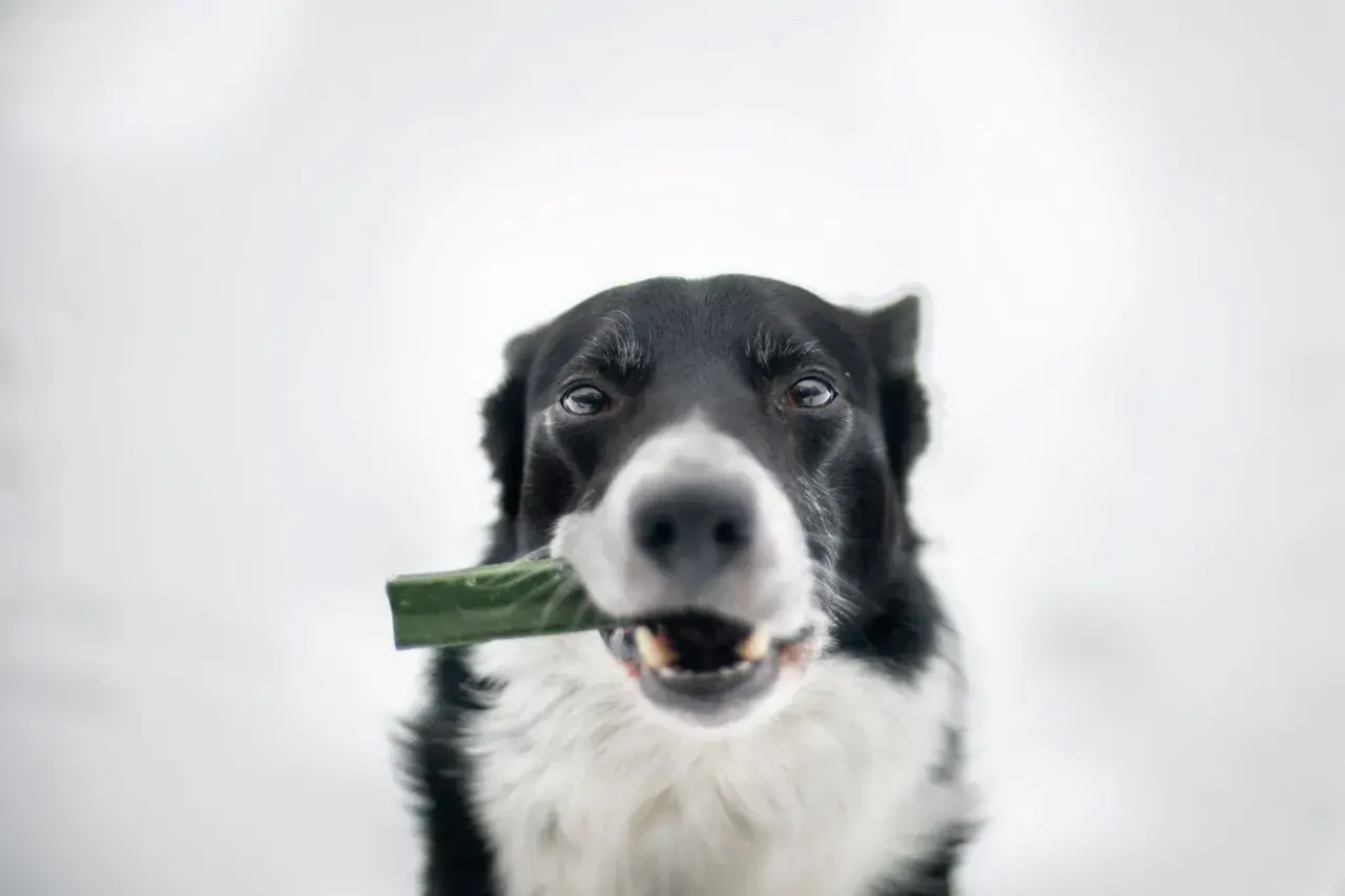 Border collie z zielonym przysmakiem w pysku, który wygląda jak kleik z siemienia lnianego dla psa.