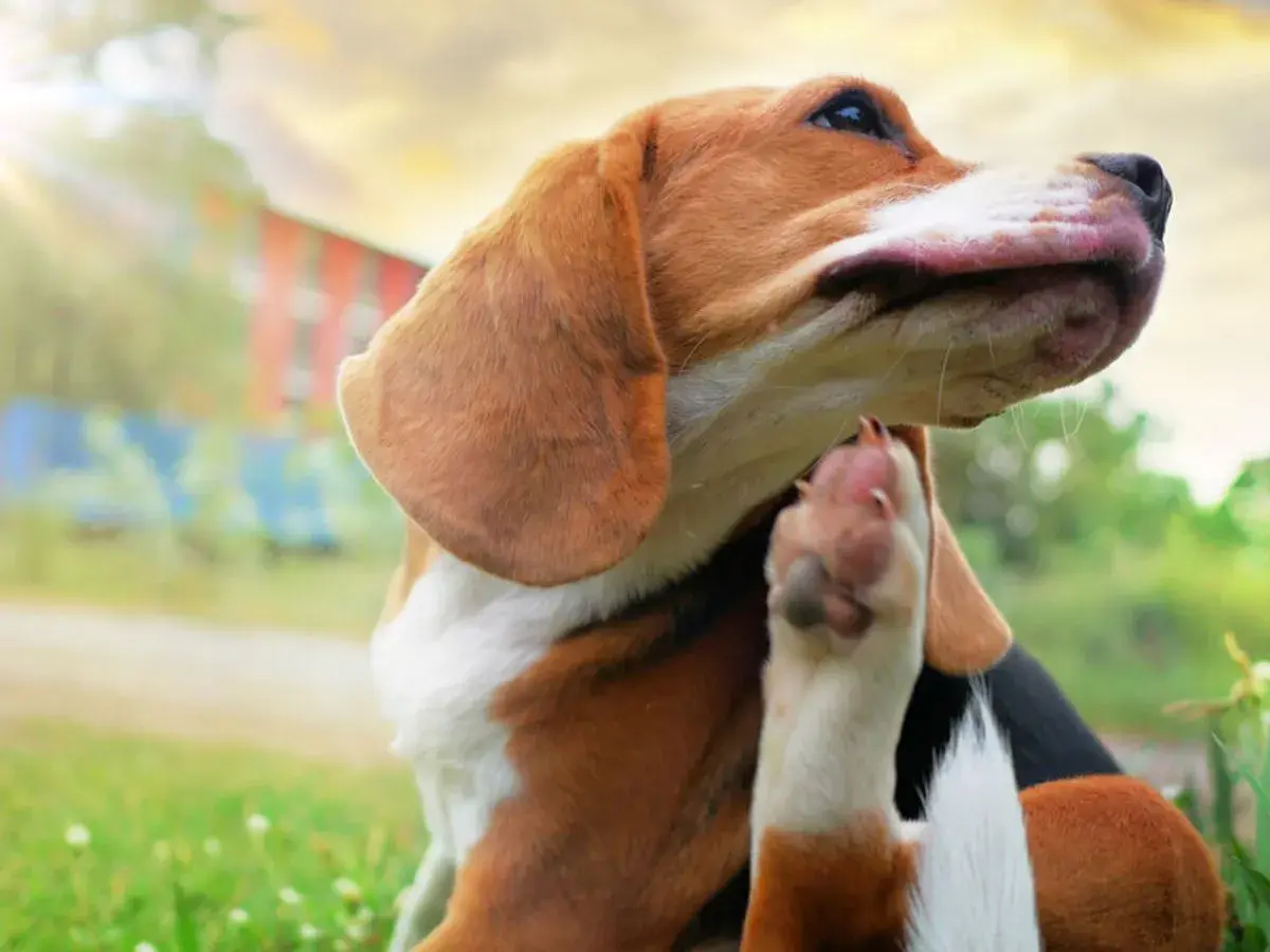 Piesek beagle drapie się łapką, być może przez pchłę. Słońce świeci, a w tle widać budynek.