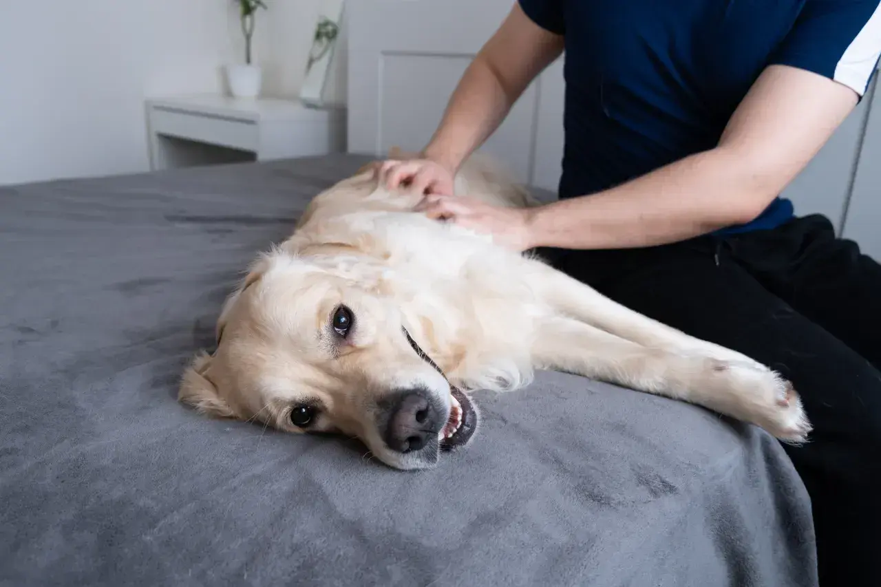 Złoty retriever leży na plecach na łóżku, a jego właściciel delikatnie głaszcze go po brzuchu. Pies wygląda na zrelaksowanego, z lekko otwartym pyskiem.