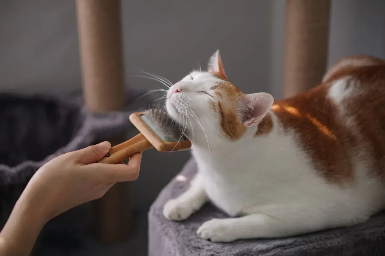 Delikatne czesanie kota, usuwanie podszerstka. Kot z zamkniętymi oczami cieszy się chwilą relaksu.