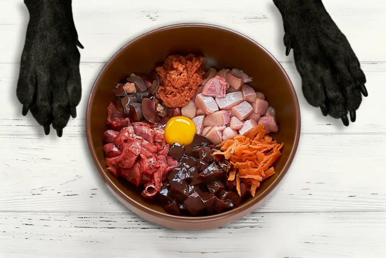 Miski z surowym mięsem, podrobami, jajkiem i marchewką – idealna dieta dla psa z chorymi jelitami.
