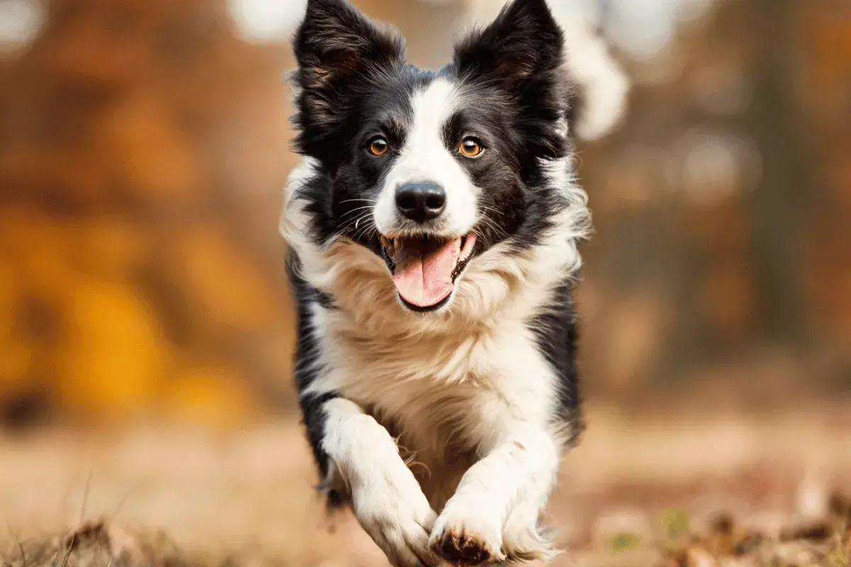 Szczęśliwy border collie pędzi przez jesienny las. Czy EPA i DHA to jego ulubione suplementy?