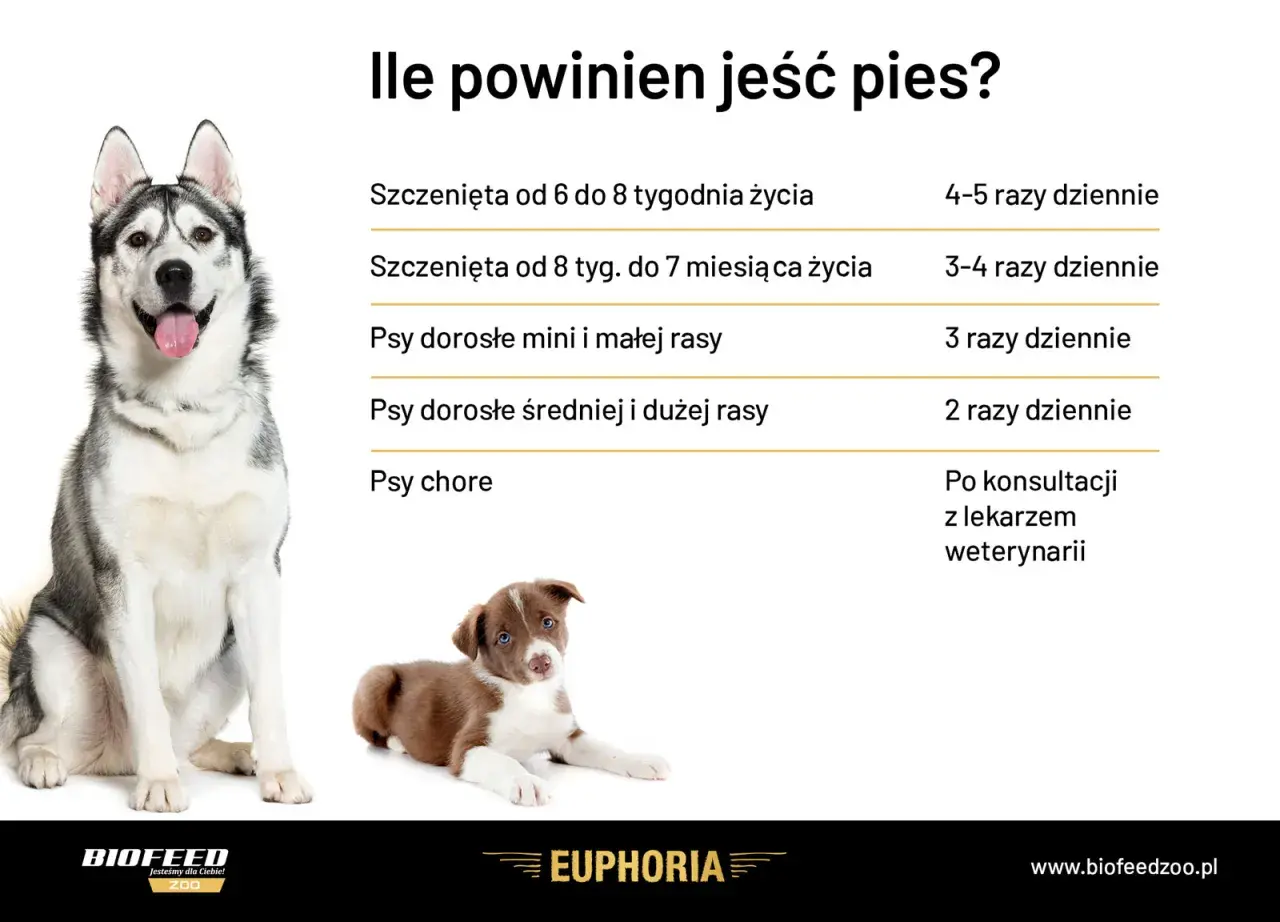 Tabela z wytycznymi dotyczącymi karmienia psa: szczenięta i psy dorosłe różnych ras jedzą różną liczbę razy dziennie.