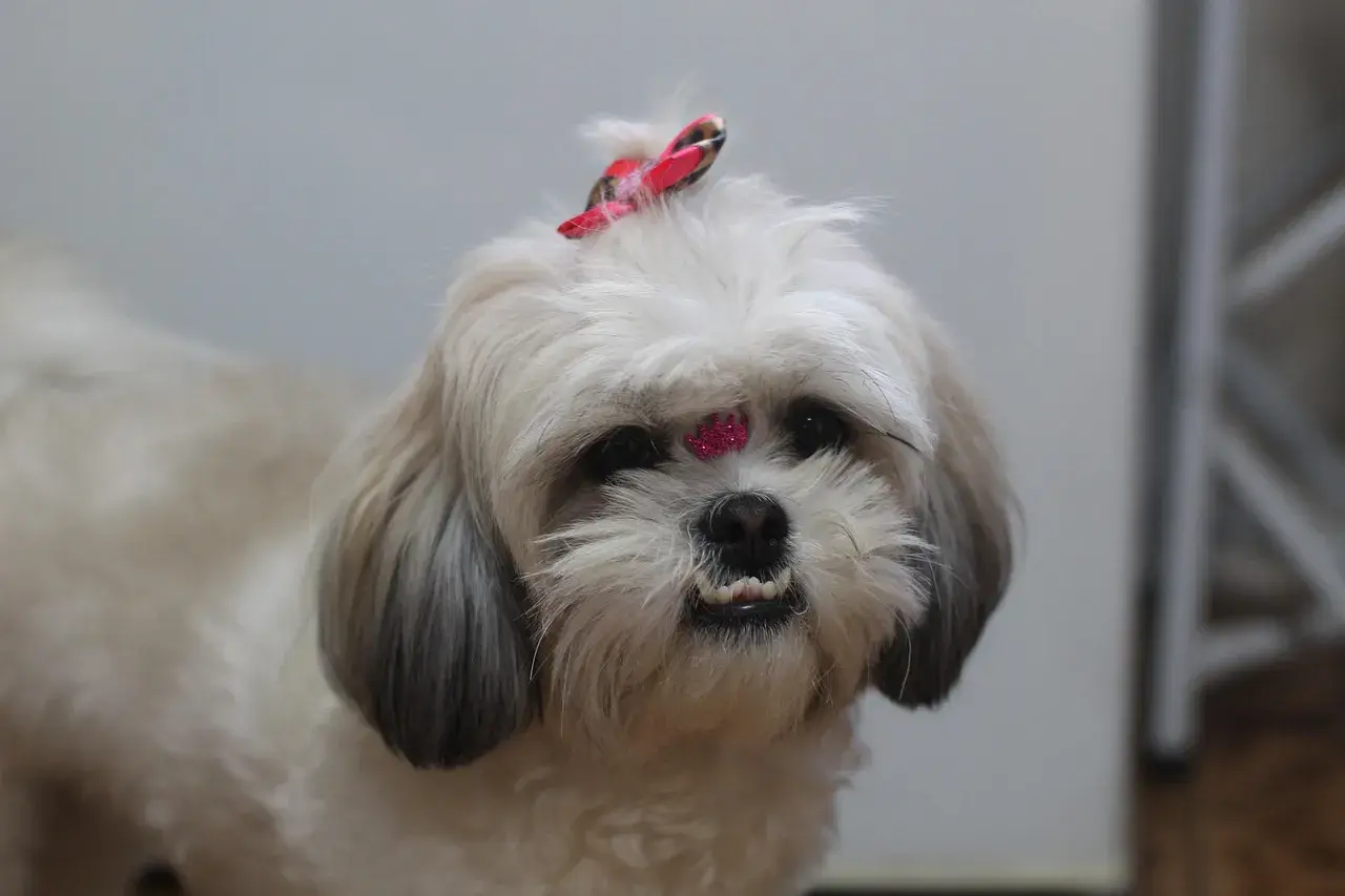 Uroczy shih tzu z kokardką na głowie i błyszczącym zdobieniem na czole. Długowieczność tej rasy, czyli ile żyje shih tzu, zależy od wielu czynników.