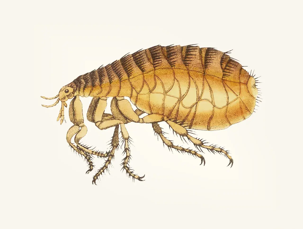 Ilustracja przedstawia pchłę zwierzęcą z bliska, z widocznymi odnóżami i segmentowanym ciałem.