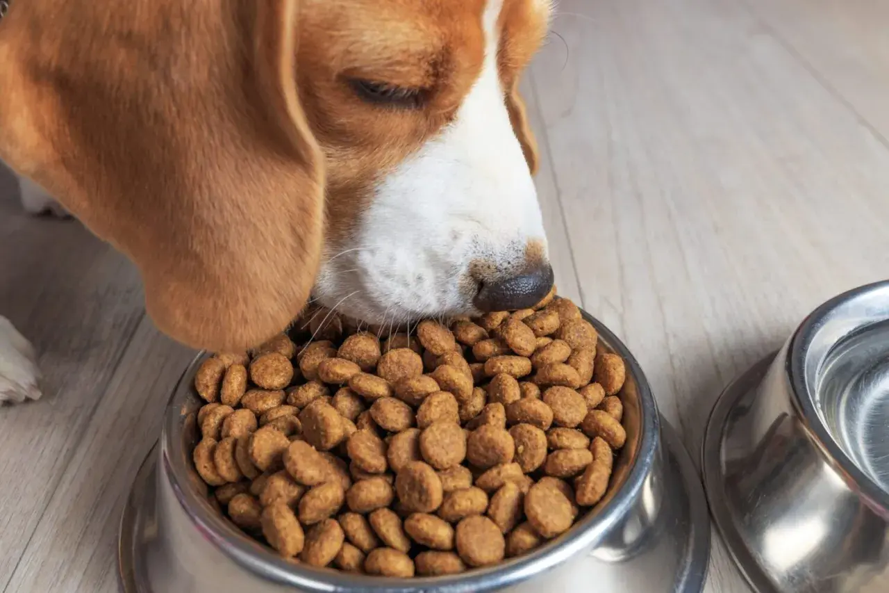 Pies rasy beagle je suchą karmę z metalowej miski.