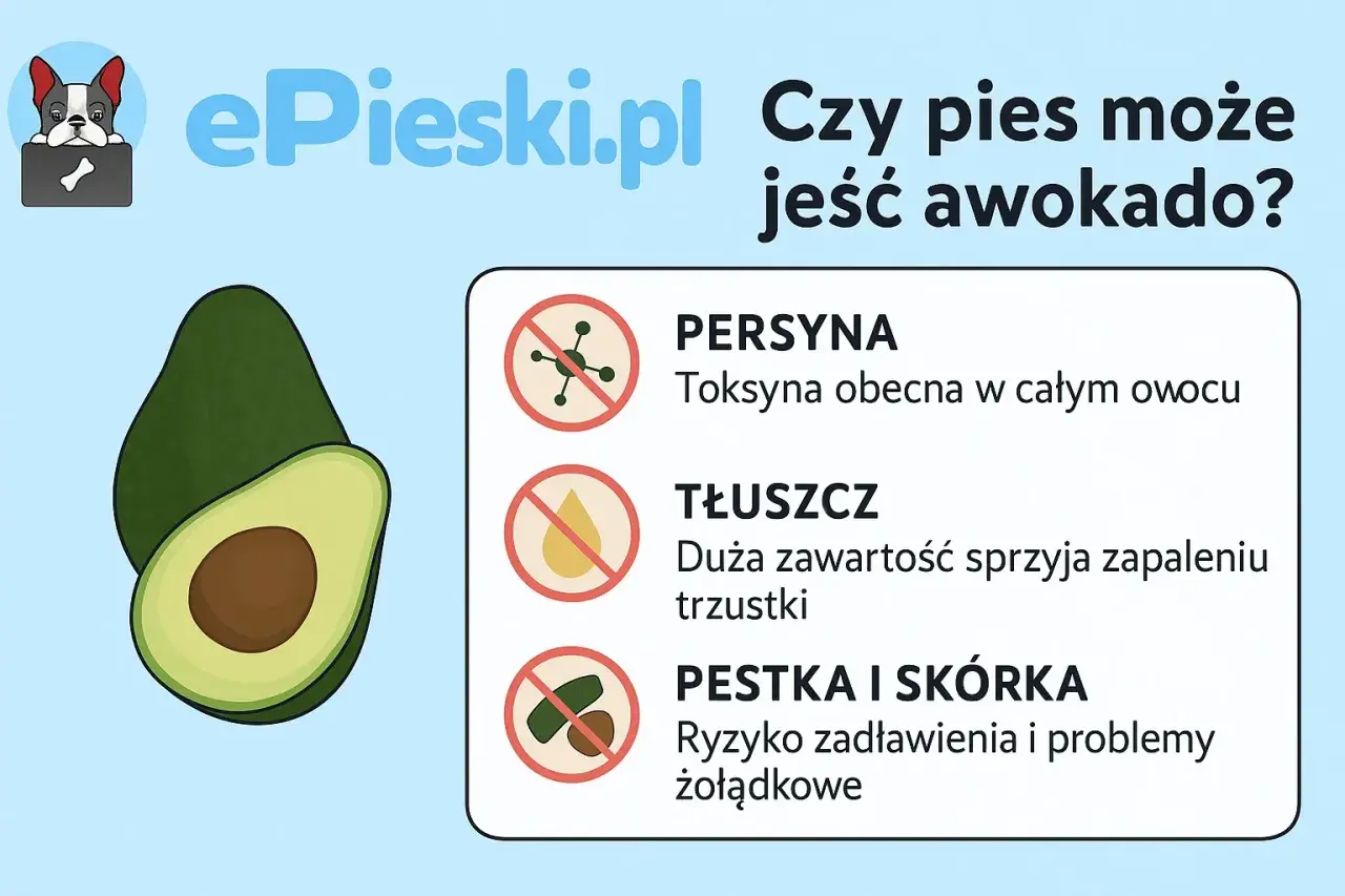 Czy psy mogą jeść awokado? Grafika ostrzega przed toksyną, tłuszczem i pestką z awokado, które są szkodliwe dla psów.