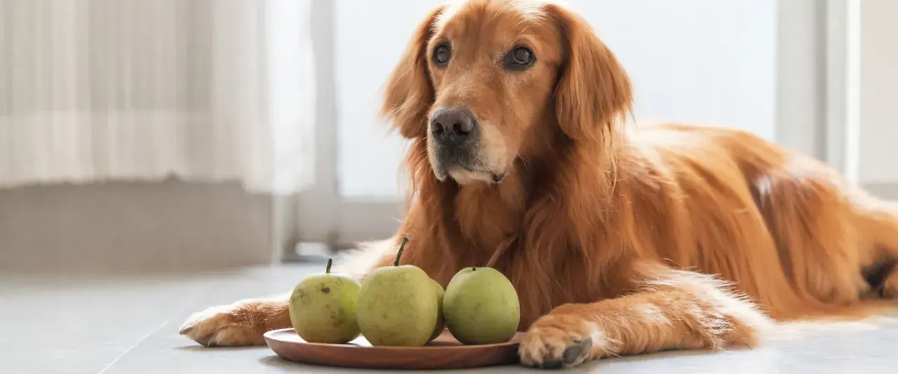 Złoty retriever leży obok talerzyka z gruszkami, zastanawiając się, czy pies może jeść gruszkę.