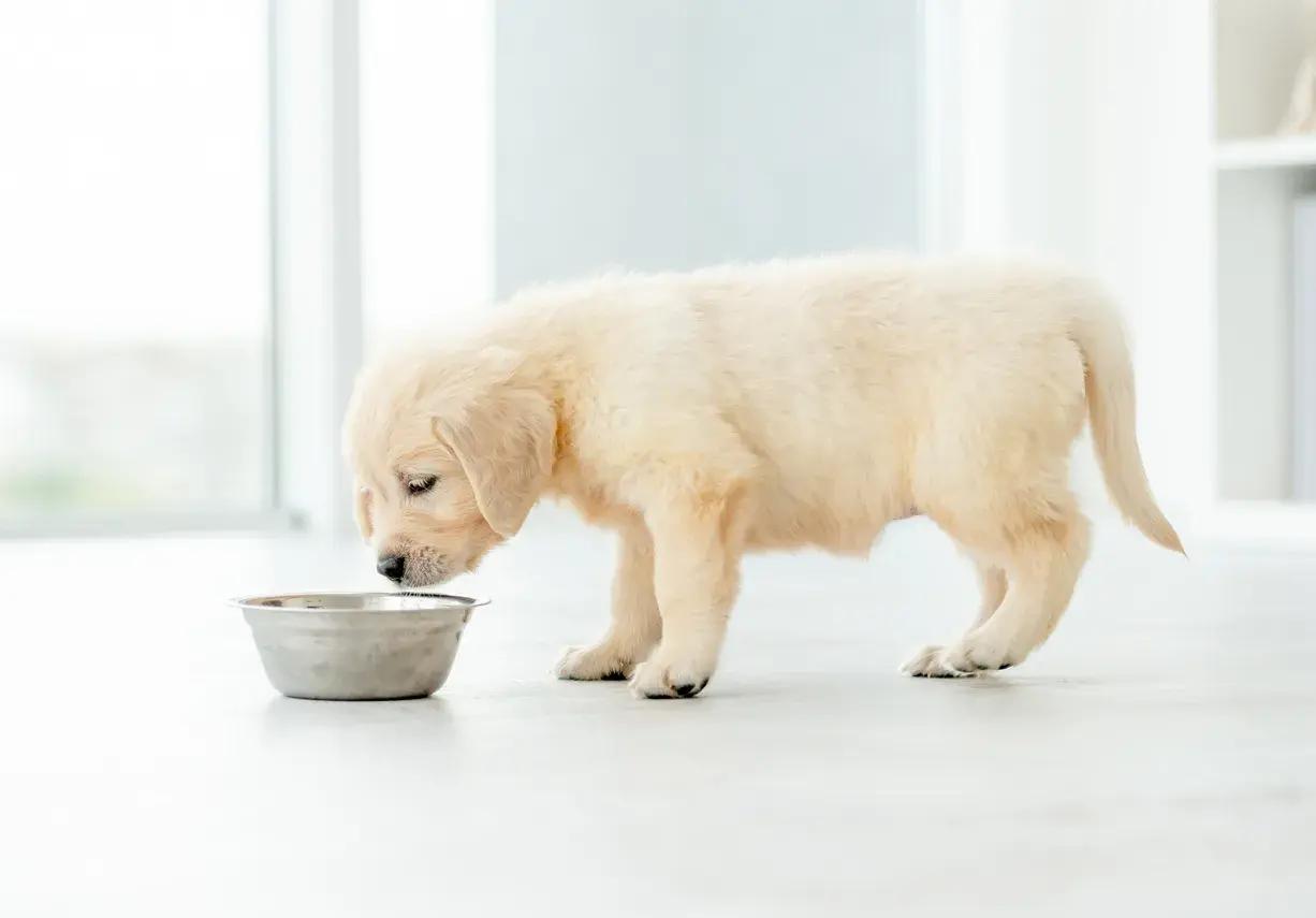 Puszysty szczeniak golden retriever pochyla się nad miską, ale wyraźnie nie chce jeść.