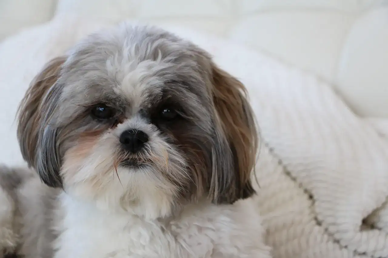 Uroczy shih tzu z puszystą sierścią, idealny do przytulania. Jego waga jest odpowiednia dla tej rasy.