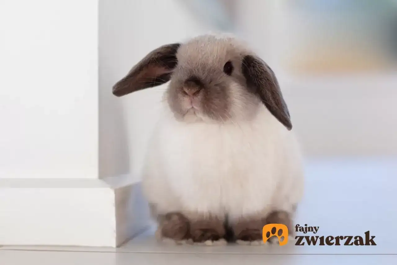 Uroczy króliczek miniaturka z opadającymi uszkami siedzi na jasnym tle.