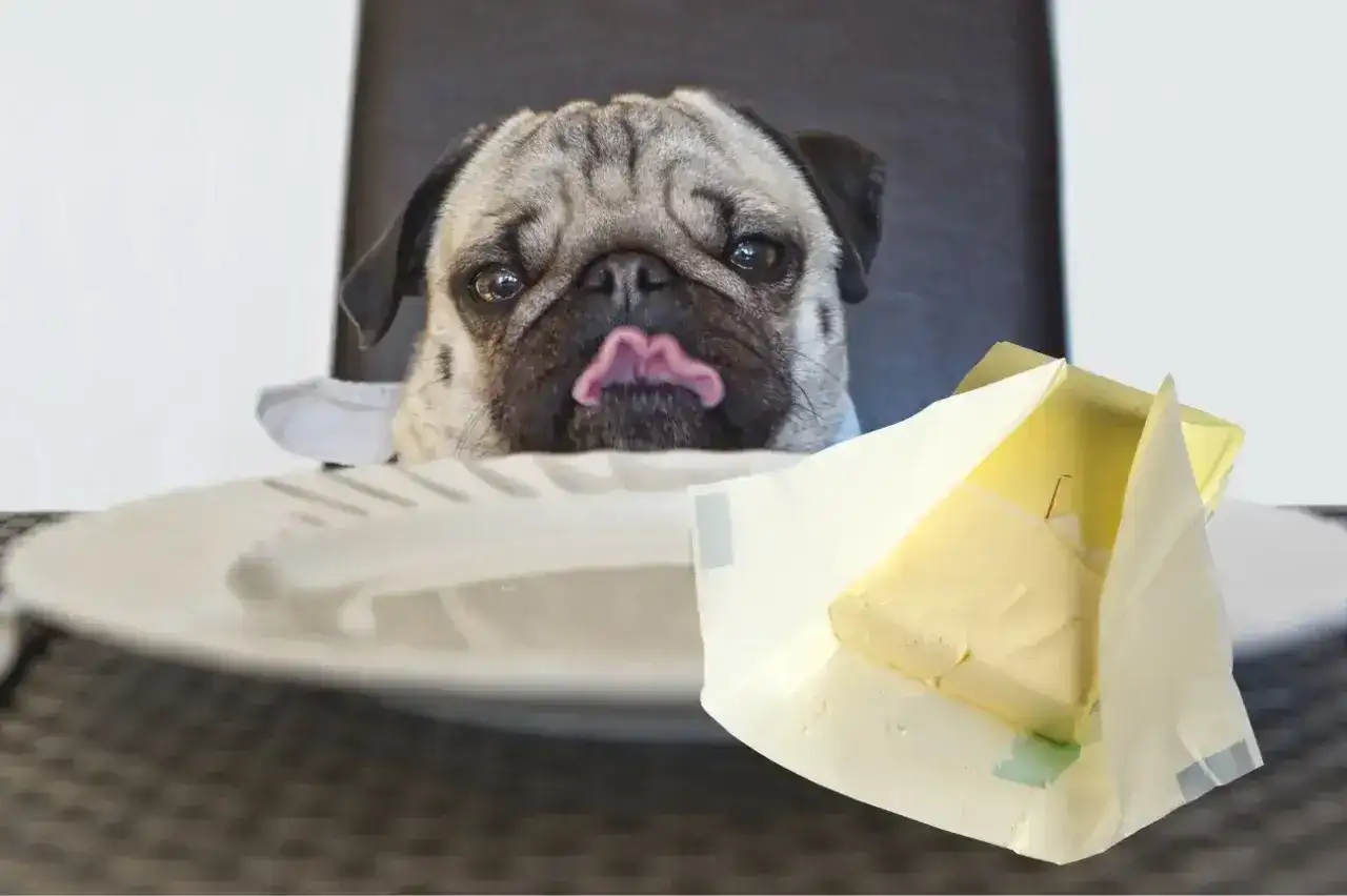 Mops z wyciągniętym językiem wpatruje się w masło. Czy pies może jeść masło? To pytanie zadaje sobie wielu właścicieli czworonogów.