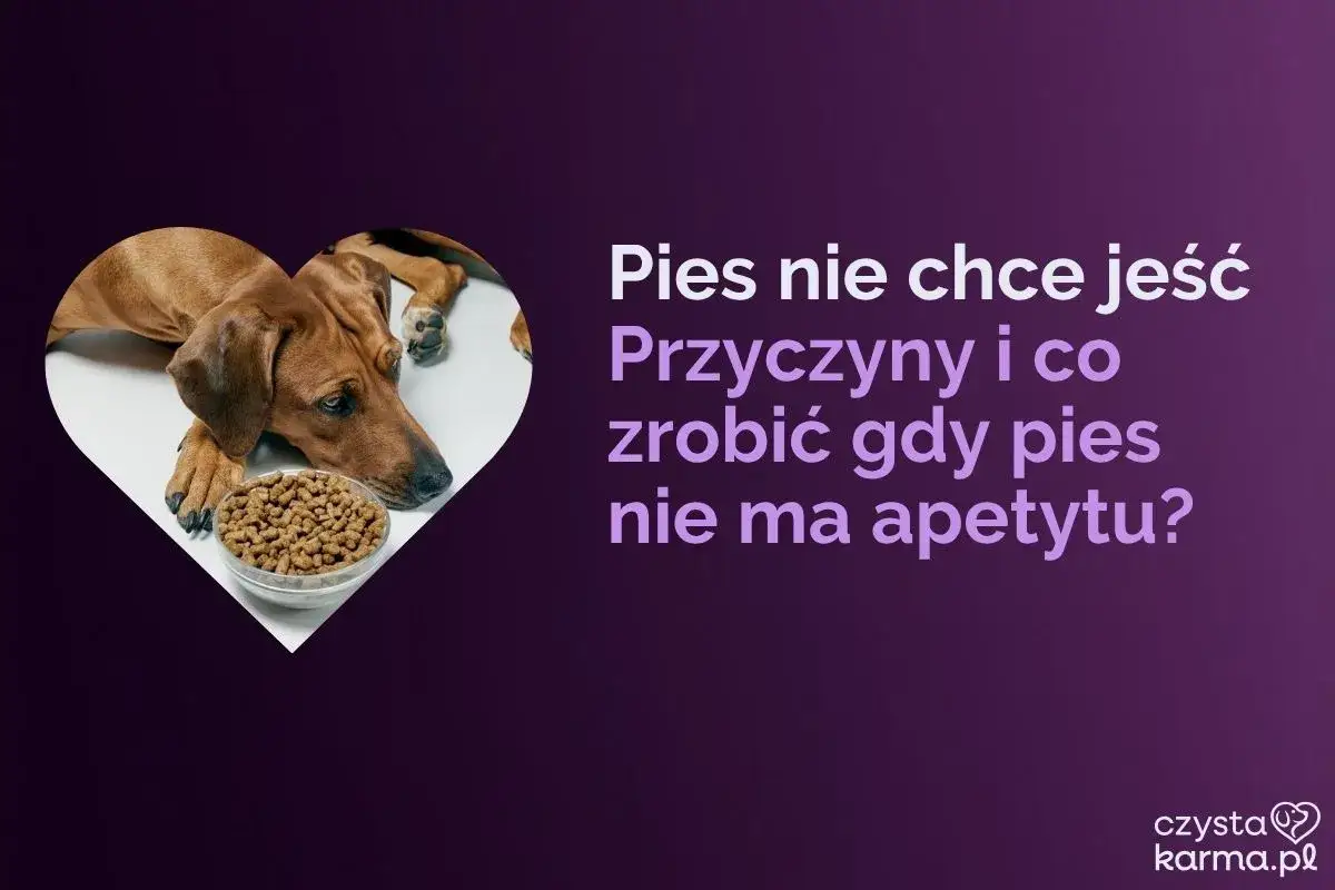 Smutny pies obok miski z karmą. Dowiedz się, jakie są domowe sposoby na brak apetytu u psa i co robić w takiej sytuacji.
