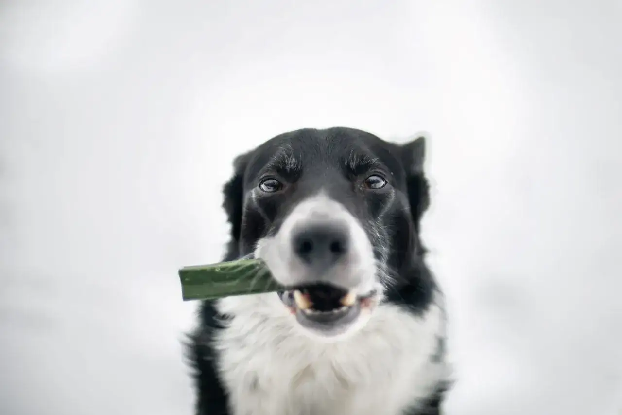 Pies rasy border collie trzyma w pysku zielony przysmak, być może kleik z siemienia lnianego dla psa.