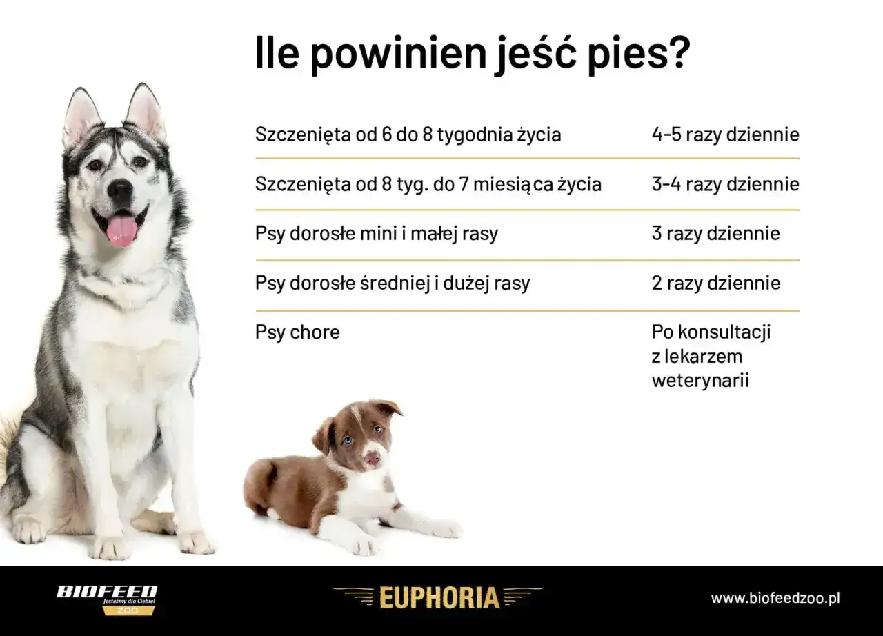 Tabela informuje, ile razy dziennie karmić psa, zależnie od wieku i rasy. Szczenięta jedzą częściej niż dorosłe psy.