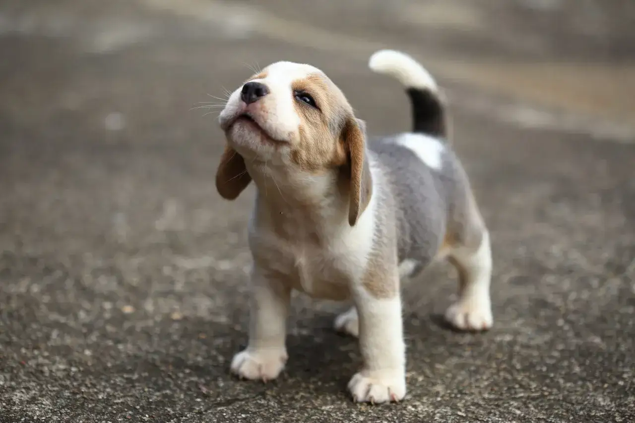 Uroczy szczeniak beagle, idealny kandydat na jedno z popularnych imion dla psa.