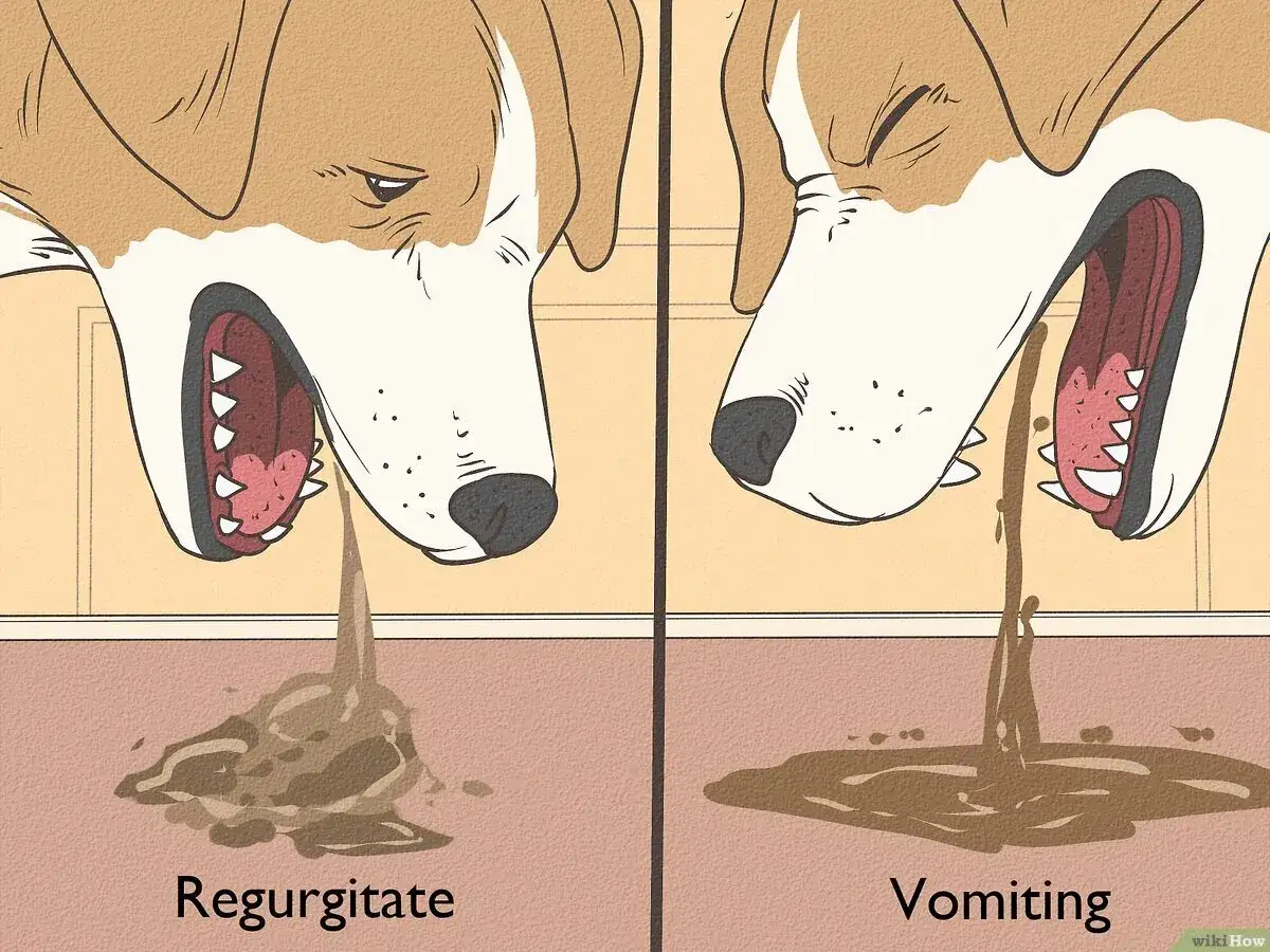 Dwa psy. Jeden pies wymiotuje wodą, drugi ulewa.