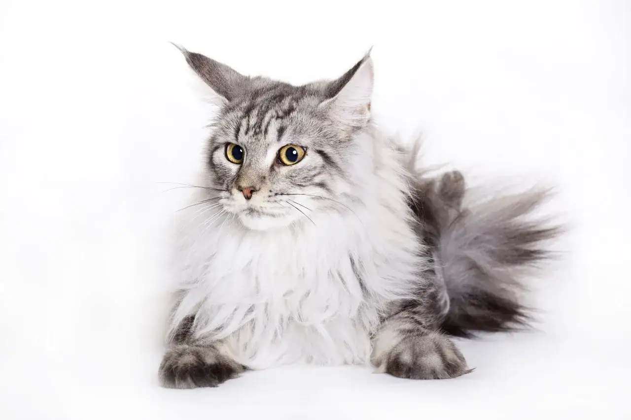 Piękny szary kot rasy Maine Coon z bujnym futrem i żółtymi oczami. Maine Coony żyją długo, nawet 15 lat.
