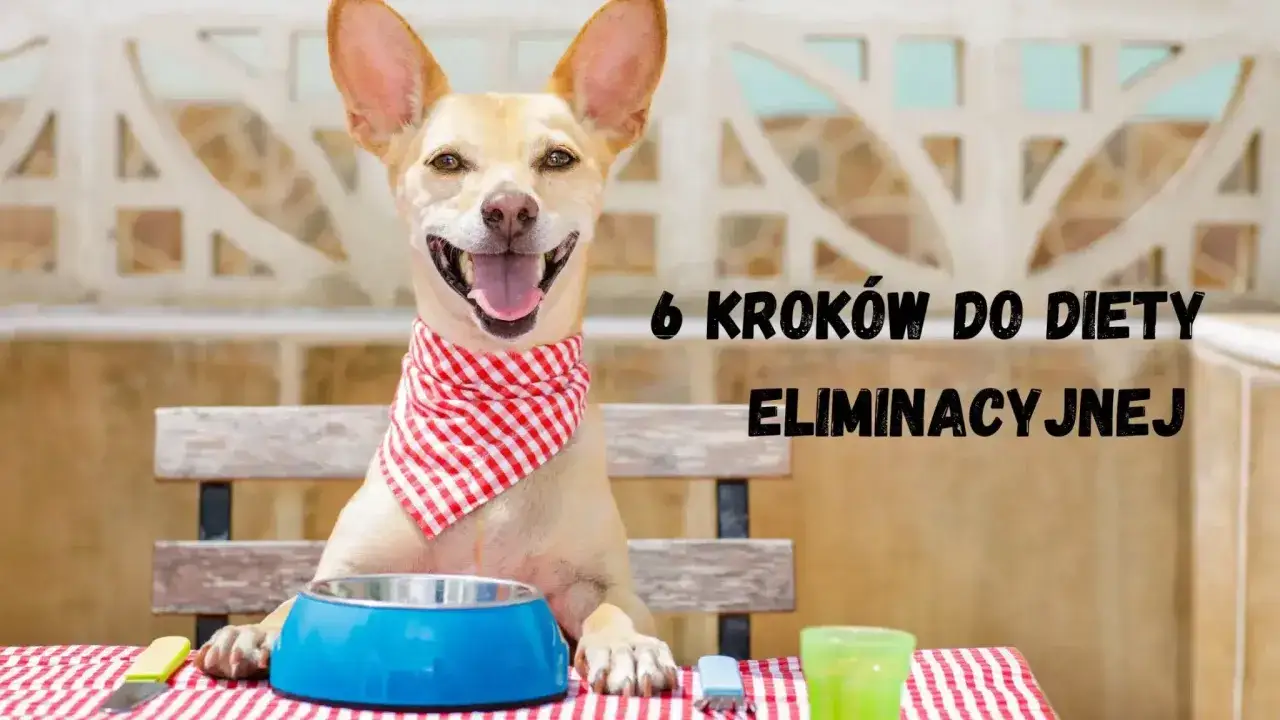 Uśmiechnięty piesek w bandanie czeka na posiłek. Dowiedz się, co gotować dla psa alergika, by zapewnić mu zdrową dietę eliminacyjną.