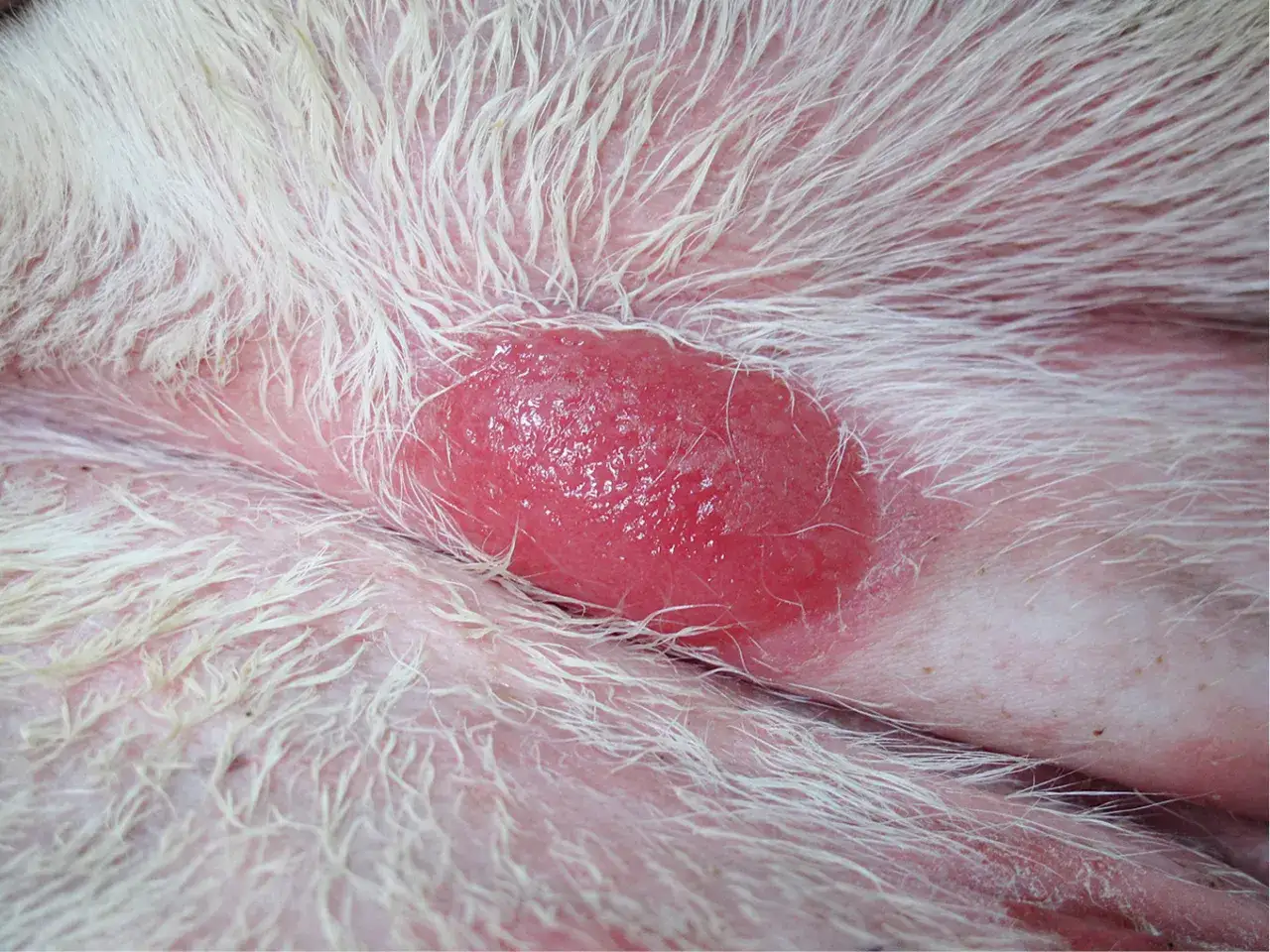 Czerwona, błyszcząca zmiana skórna u psa, prawdopodobnie histiocytoma. Widoczna na jasnej skórze, otoczona białym futrem.