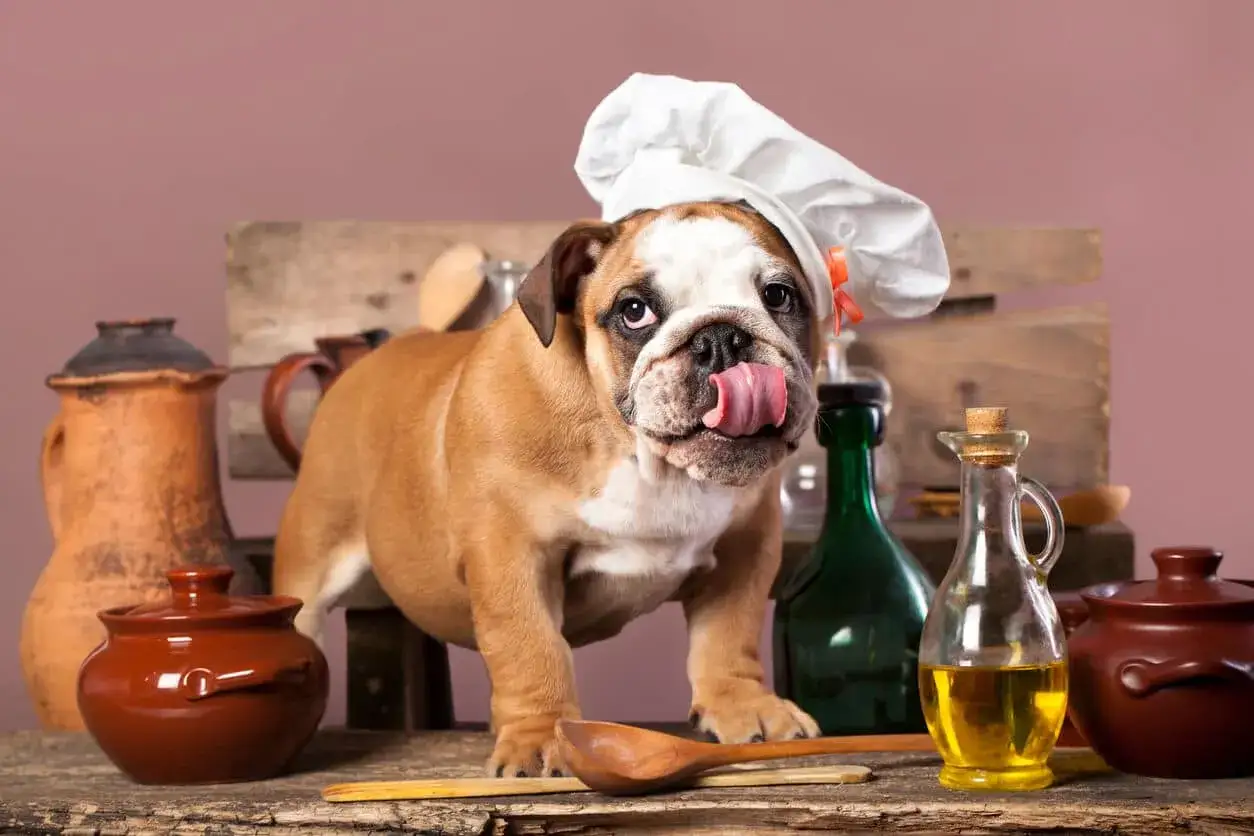Uroczy buldog w czapce kucharskiej zastanawia się, czy pies może jeść olej rzepakowy, patrząc na butelkę z oliwą.