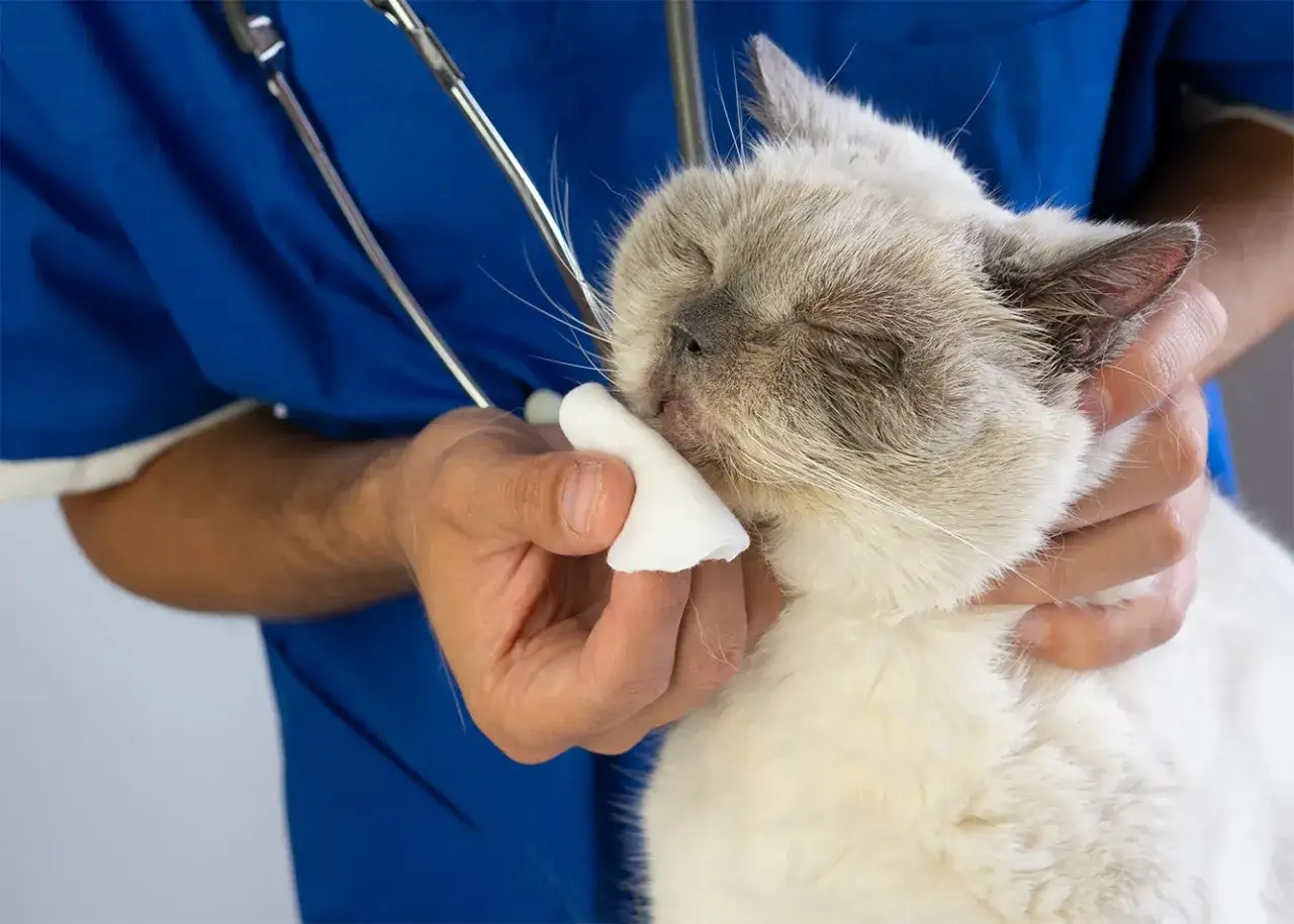 Wet cotton ball gently cleans the nose of a cat, który ciężko oddycha. Weterynarz w niebieskim fartuchu z pomocą stetoskopu opiekuje się zwierzęciem.