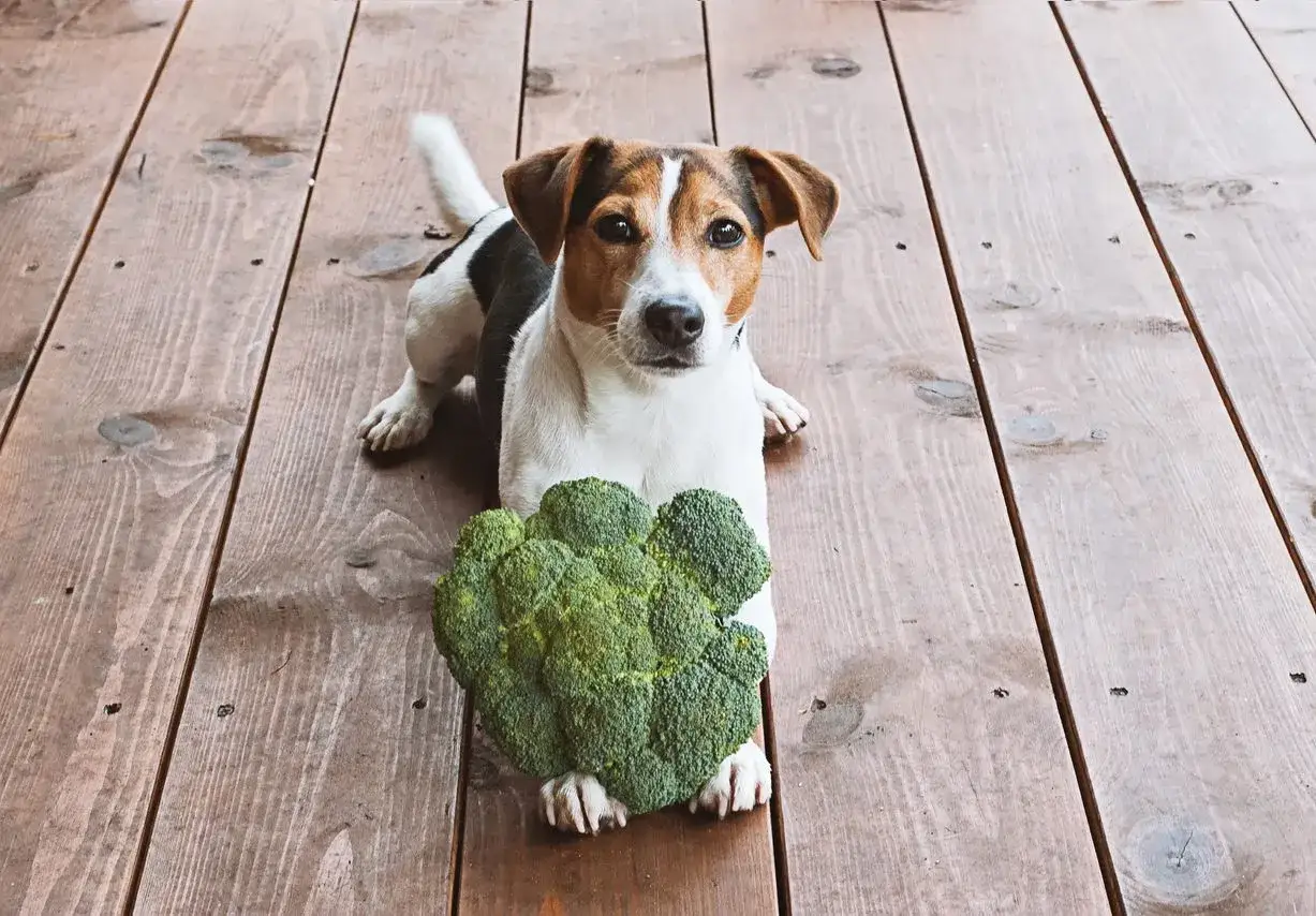 Jack Russell z brokułem na drewnianej podłodze. Czy psy mogą jeść brokuły? Ten psiak wygląda, jakby miał odpowiedź.