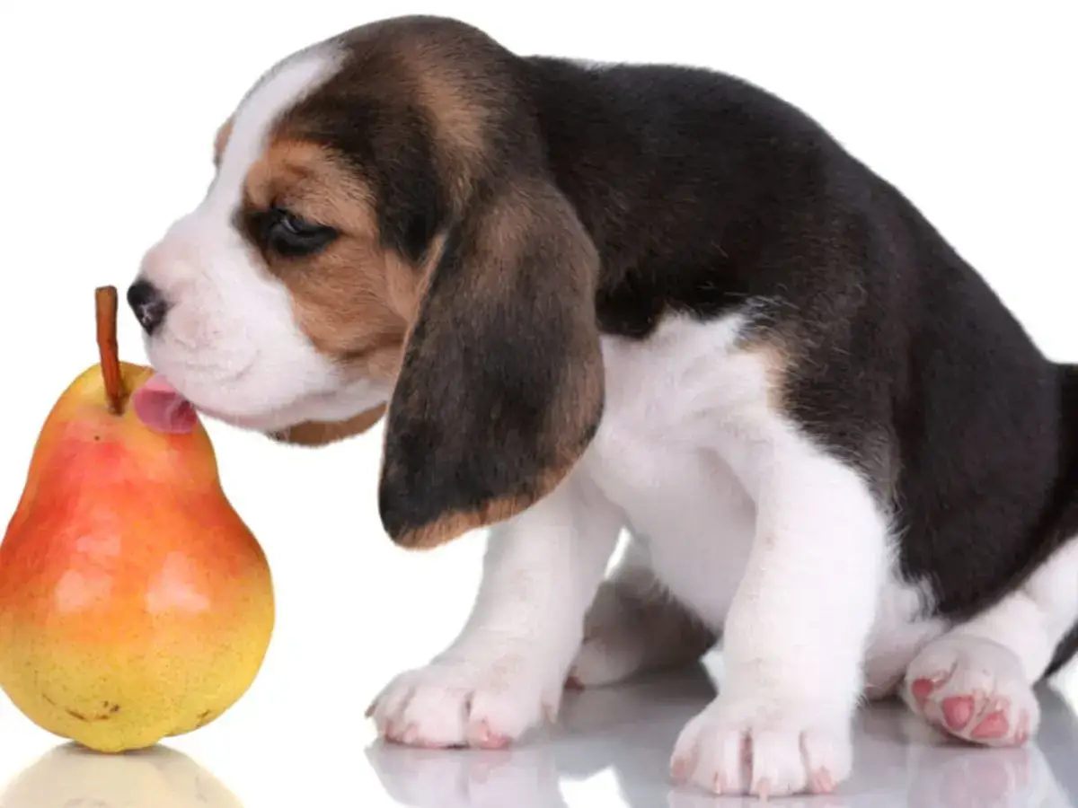 Szczeniak beagle próbuje gruszki. Czy pies może jeść gruszkę? Ten maluch wydaje się być zainteresowany.