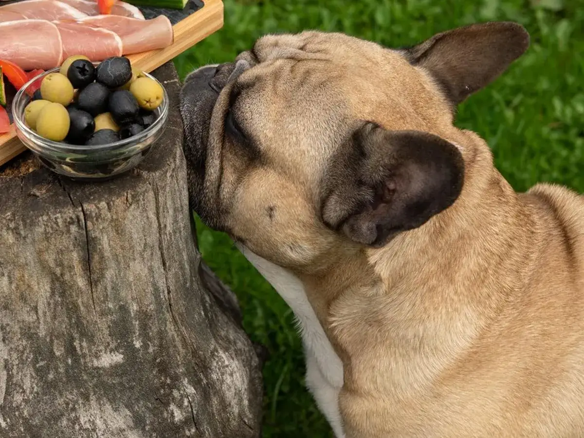 Buldog francuski wącha miseczkę oliwek. Czy pies może jeść oliwki? To pytanie nurtuje wielu właścicieli czworonogów.