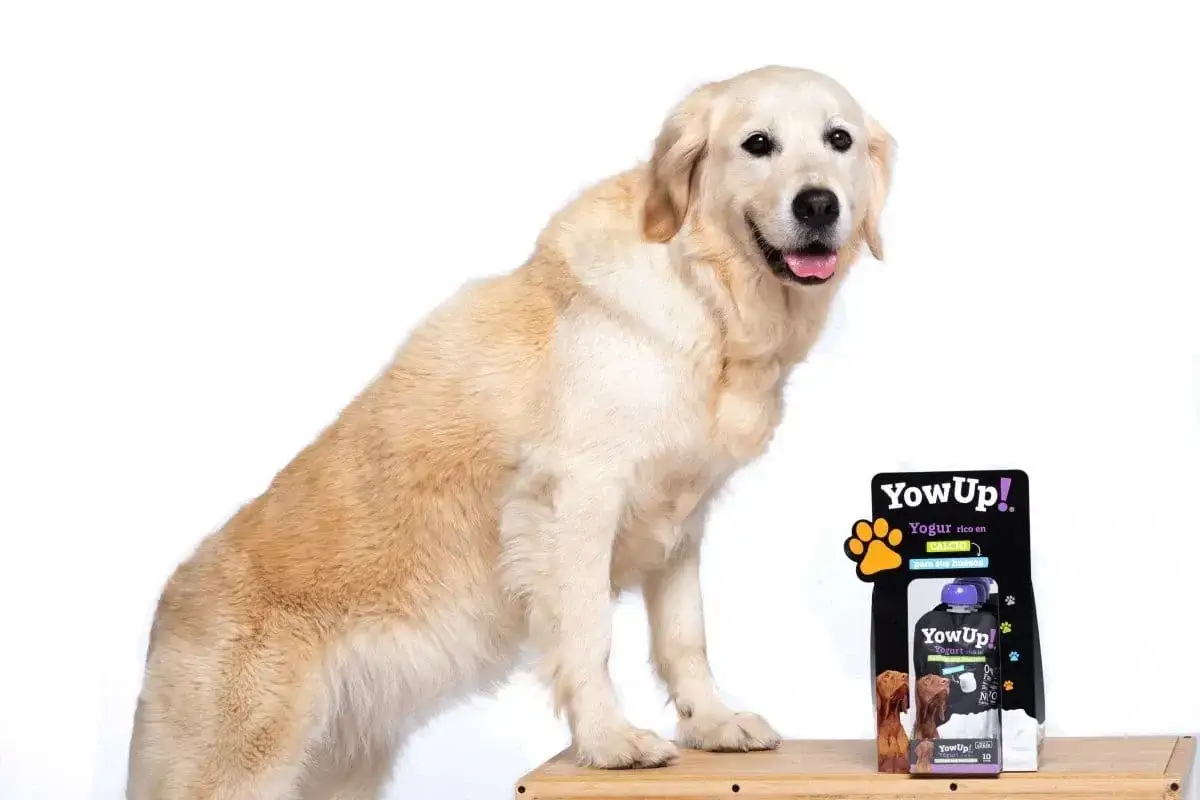 Złoty retriever obok opakowania jogurtu dla psów. Czy pies może jeść jogurt naturalny? Ten produkt sugeruje, że tak.