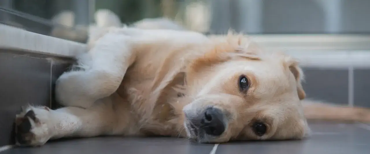 Złoty retriever leży na podłodze, jego oczy są szeroko otwarte, jakby przeżywał atak paniki u psa.