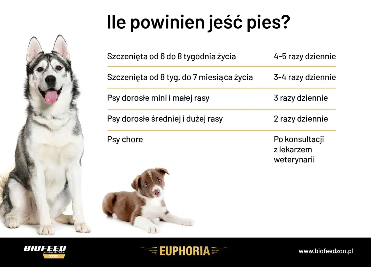 Ile suchej karmy dla psa? Tabela podpowiada, jak często karmić szczenięta i dorosłe psy, uwzględniając rasę i wiek.