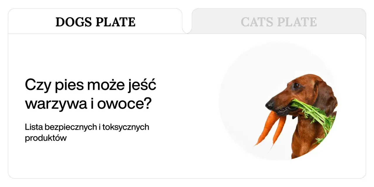 Jamnik z marchewką w pysku. Czy pies może jeść owoce? Dowiedz się, co jest bezpieczne dla Twojego pupila.