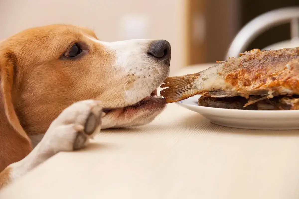 Beagle z apetytem gryzie rybę, która jest jego przysmakiem.