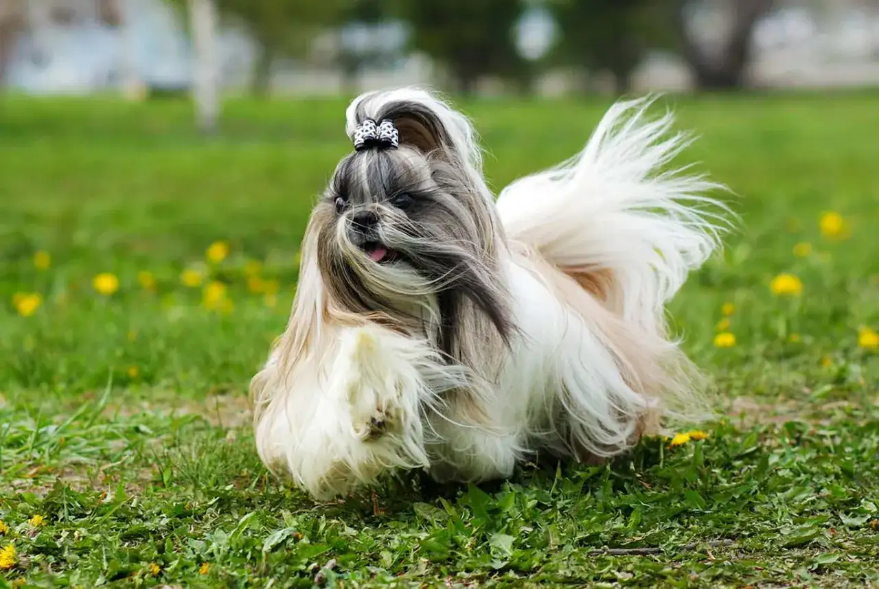 Uroczy shih tzu z kokardką na głowie biega po trawie. Długowieczność tej rasy, czyli ile żyje shih tzu, zależy od wielu czynników.