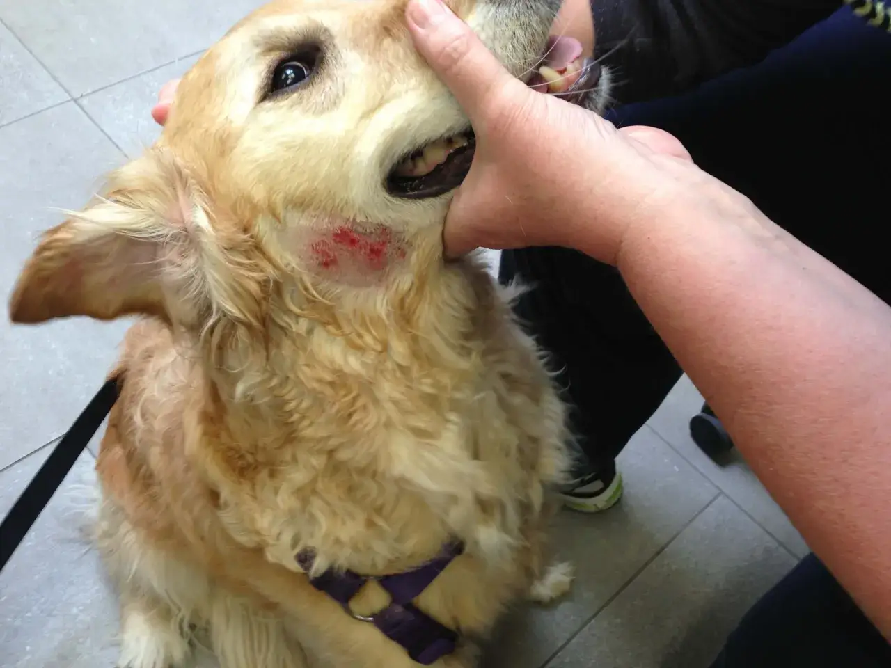 Złoty retriever z zaczerwienionym, bolącym hot spotem u psa na policzku. Dłoń delikatnie przytrzymuje psu pysk, odsłaniając problem.