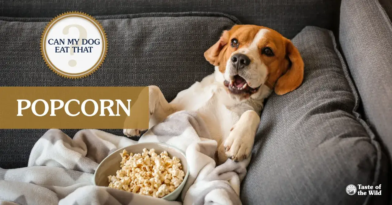 Beagle leży na kanapie pod kocem z miską popcornu. Czy pies może popcorn?