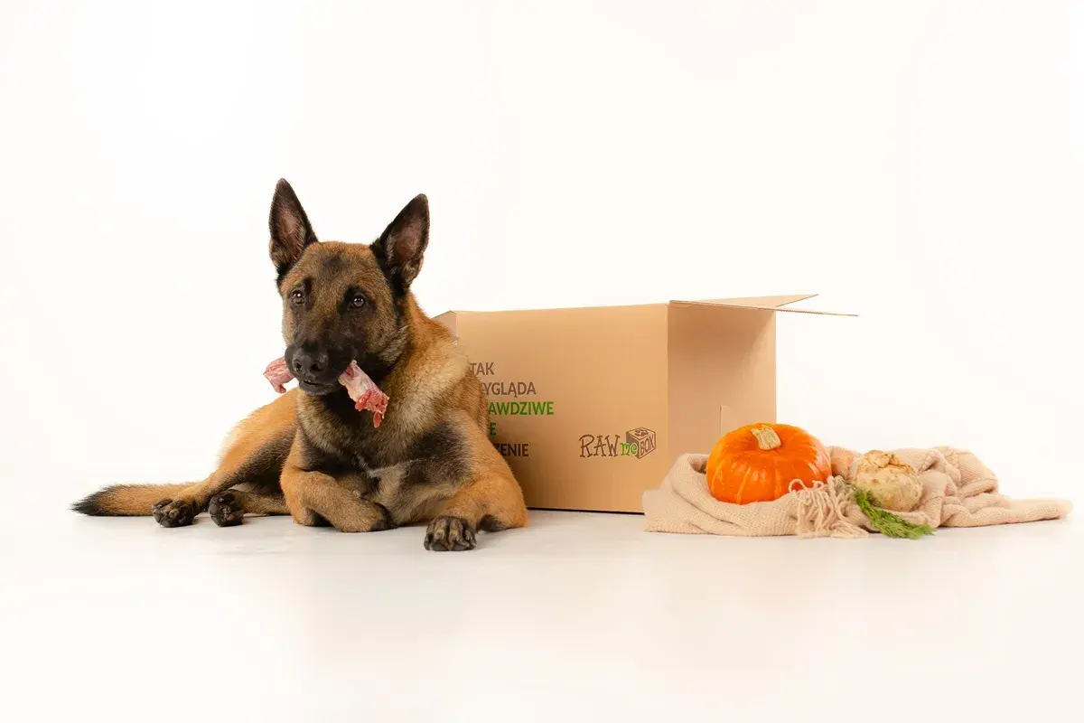 Pies rasy malinois z kością w pysku obok pudełka z napisem "RAW to BOX". Obok dynia i seler. Idealna dieta dla psa.