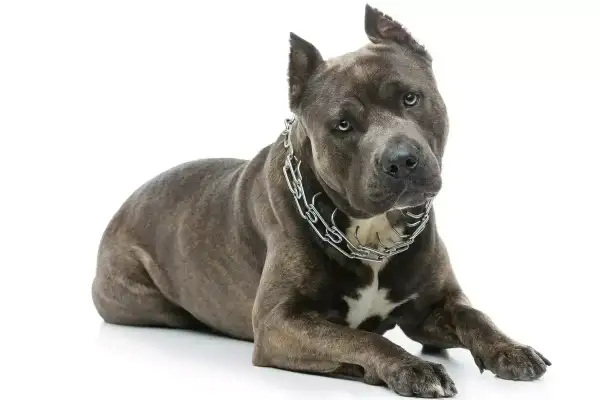 Szlachetny amstaff waga 30kg, z potężną budową i stalowym łańcuchem na szyi, leży na białym tle.