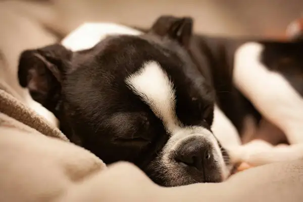Śpiący piesek, który nie chce jeść. Czarno-biały Boston Terrier odpoczywa na miękkim kocu, marząc o smakołykach.