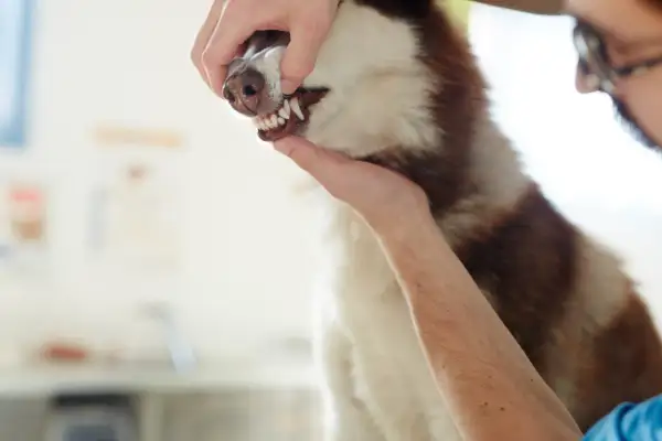 Weterynarz bada zęby husky. Widać białe dziąsła u psa i jego ostre zęby.