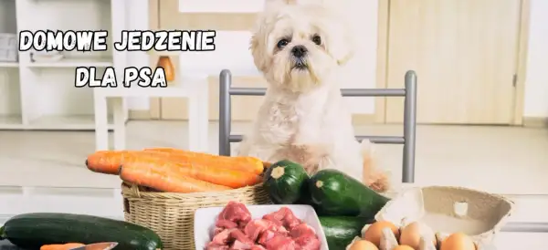 Uroczy piesek czeka na domowe jedzenie dla psa przepisy. Na stole marchewki, cukinia, mięso i jajka.
