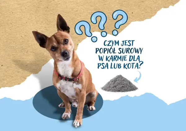 Zdezorientowany piesek patrzy na górkę popiołu surowego. Czy to składnik karmy dla zwierząt?